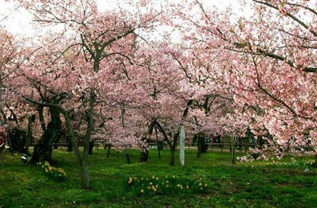 【樱你黔行·金花有约】—万亩平坝樱花园、诗画草原—油画草原、金花有约--金海雪山、中国十大魅力古镇—镇远双动4天 【樱你黔行·金花有约】—万亩平坝樱花园、诗画草原—油画草原、金花有约--金海雪山、中国十大魅力古镇—镇远双动4天