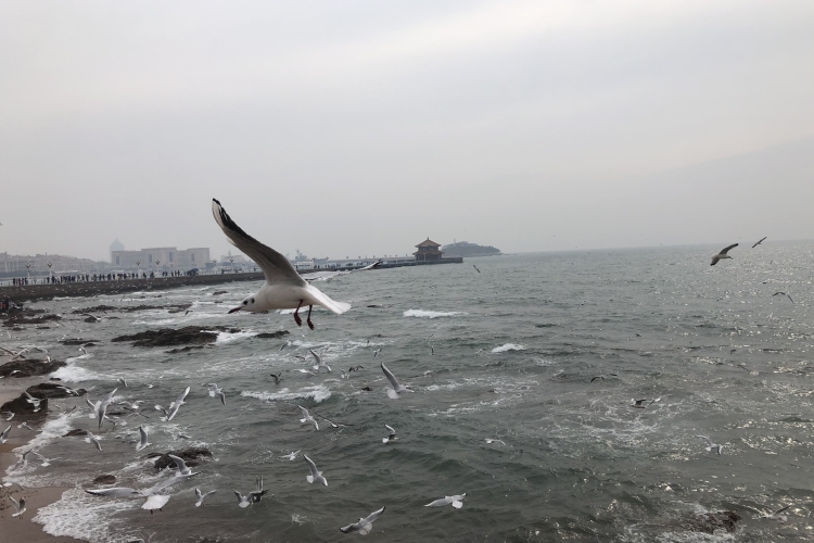 【新線路主推】青島、榮成、威海、煙臺、蓬萊——漫游海濱三島3天2晚高端純玩游 【新線路主推】青島、榮成、威海、煙臺、蓬萊——漫游海濱三島3天2晚高端純玩游